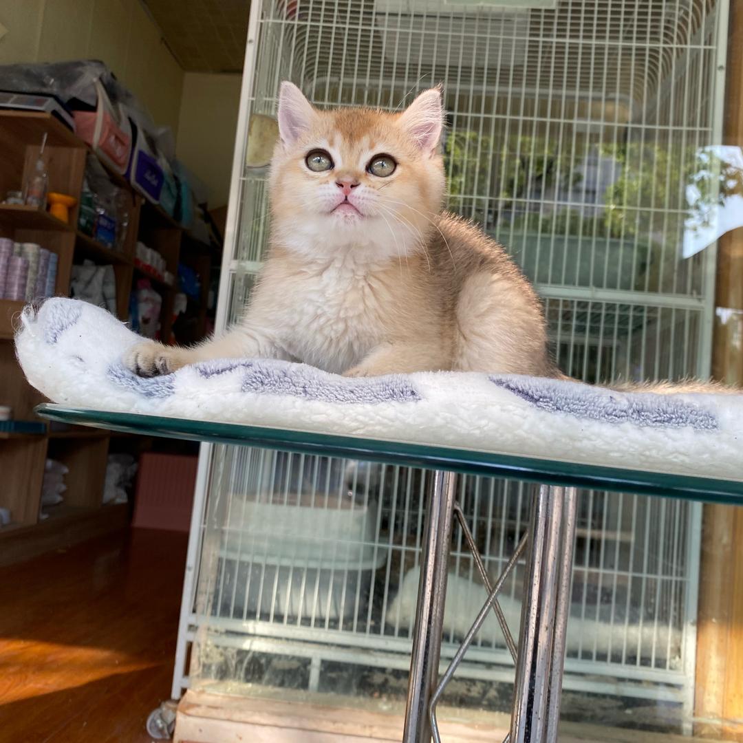 喵司令（点了关注不定期送喵)