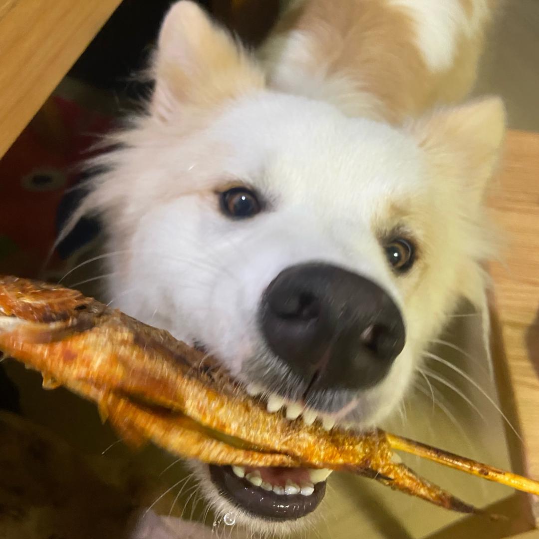 不负如来不负卿