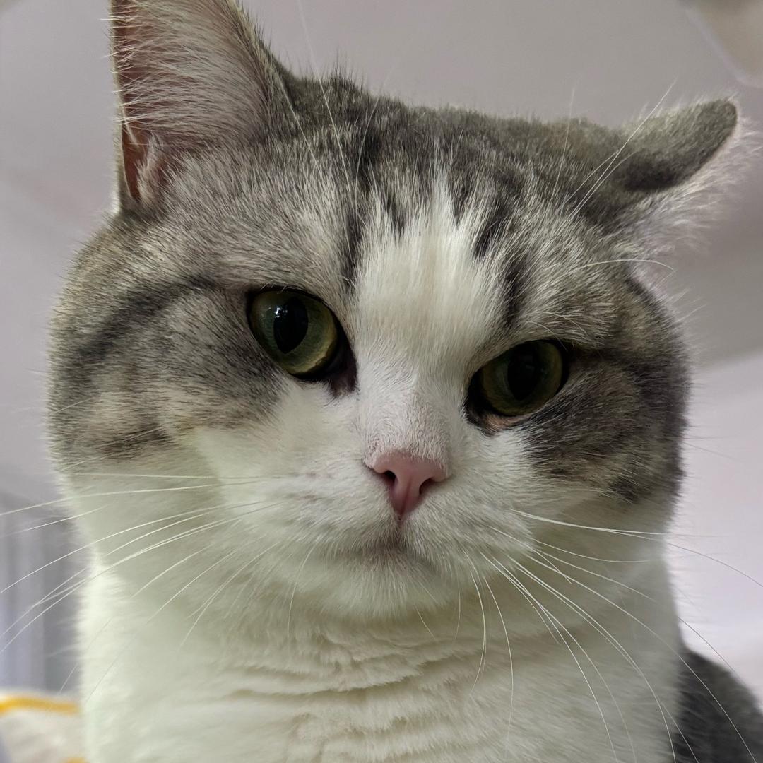 猪咪研究社（连赞拉黑！！！版）