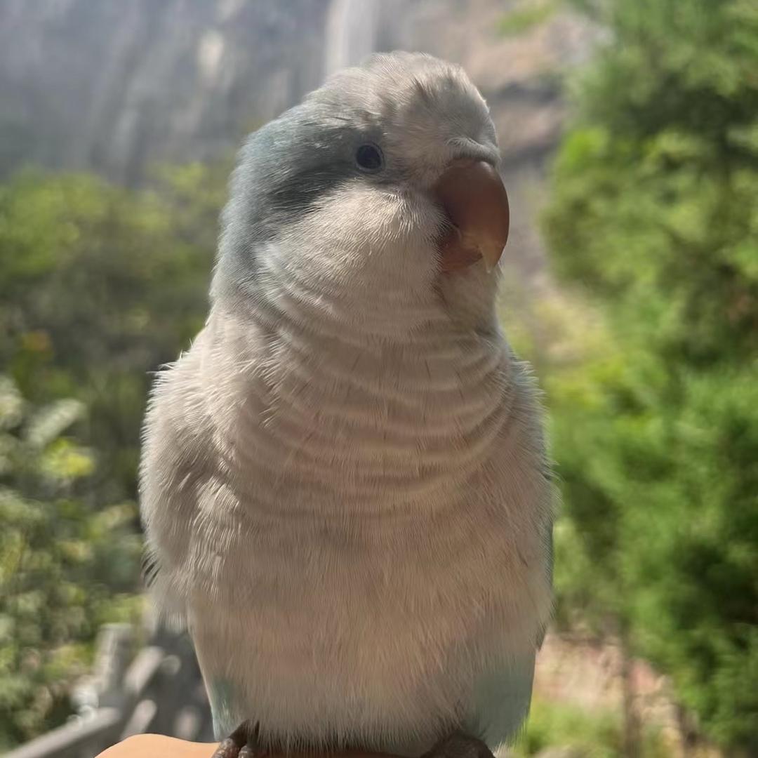 鹦鹉三哥