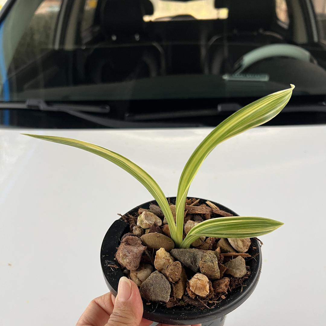 广东兰花种植批发基地