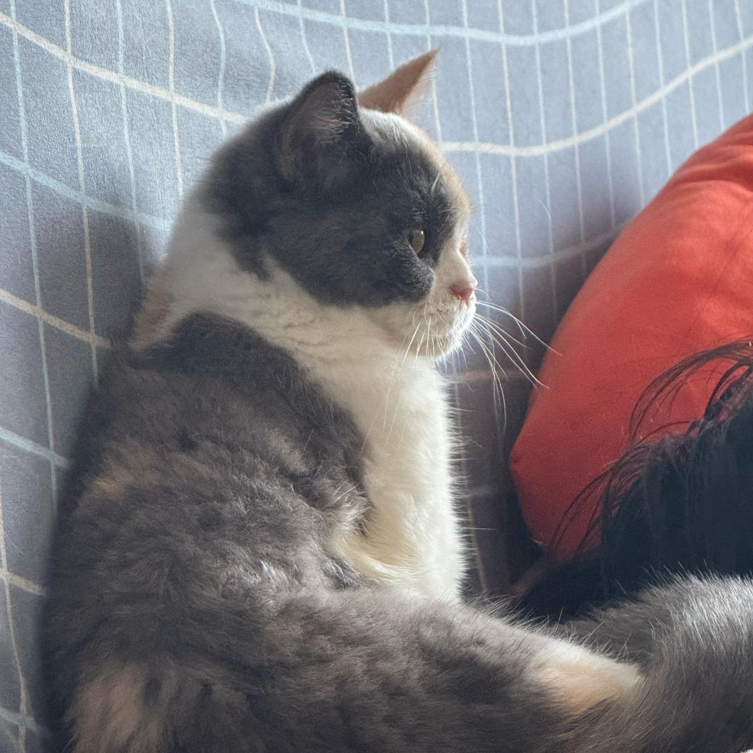 一只叫胖胖的小猫🐱