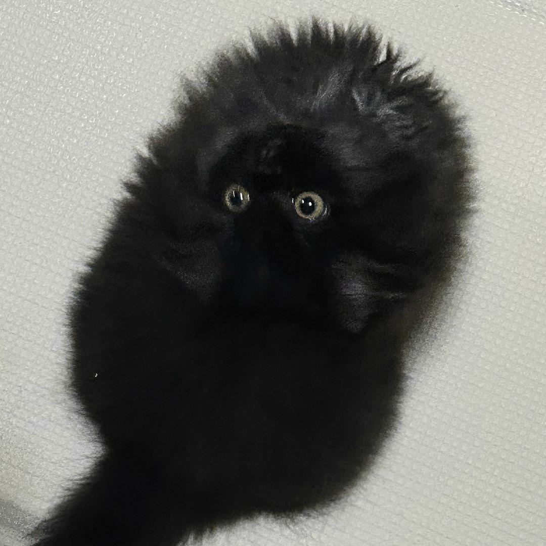 今焱