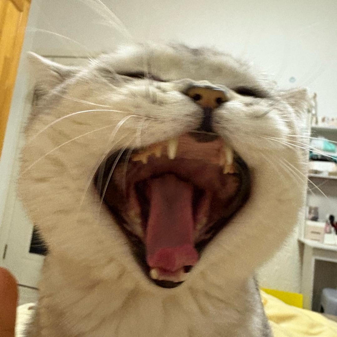 元宝元宝