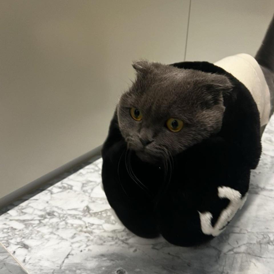 大漠孤狼陈哥