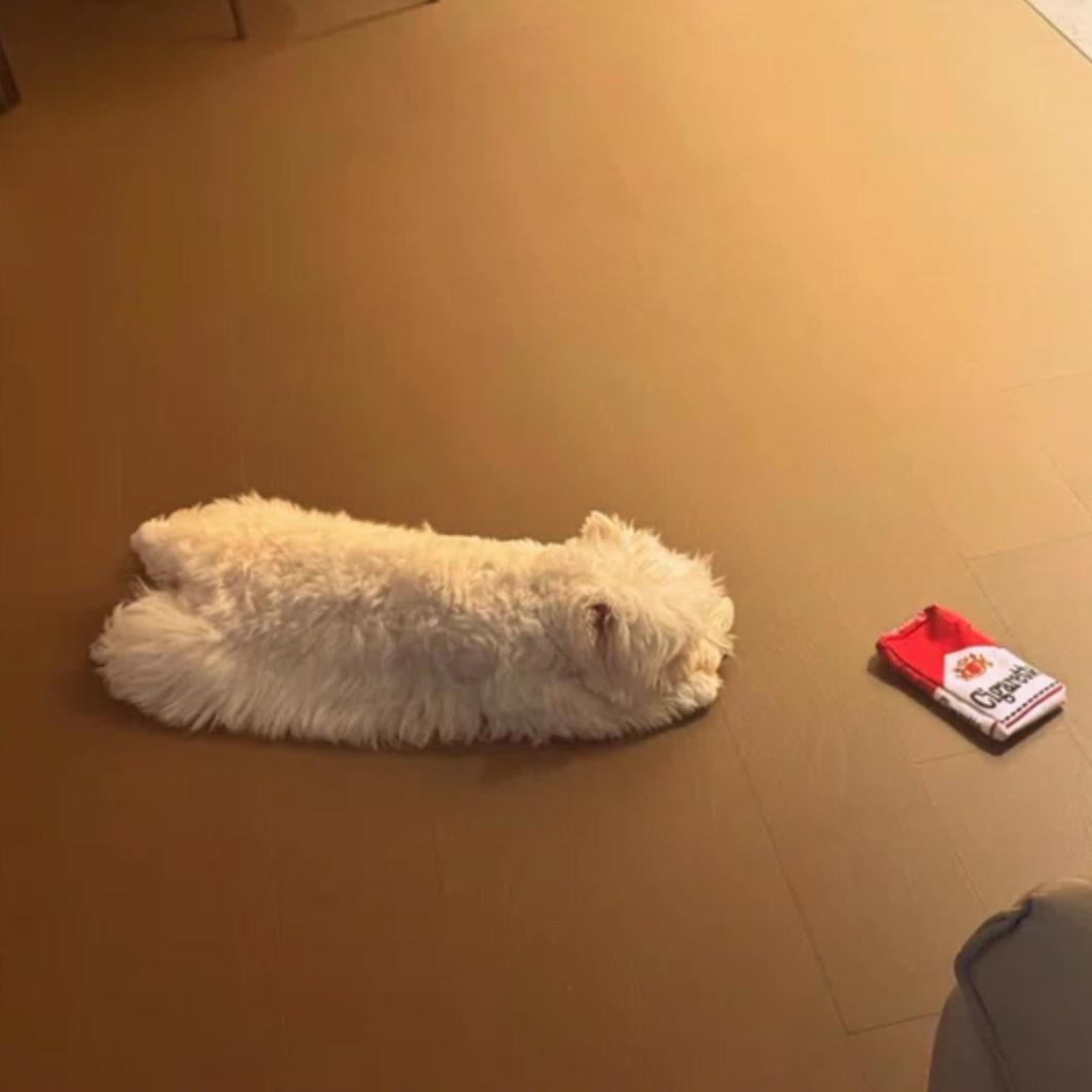 小赵是个卷毛🦋