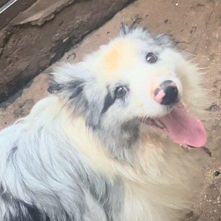 小张的牧柴庄园