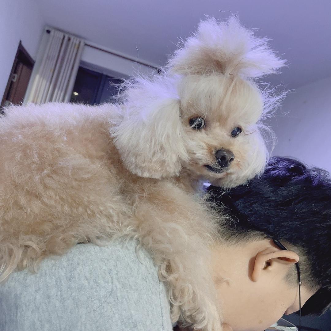💋You家宠物，爱犬岛高端洗护🌸
