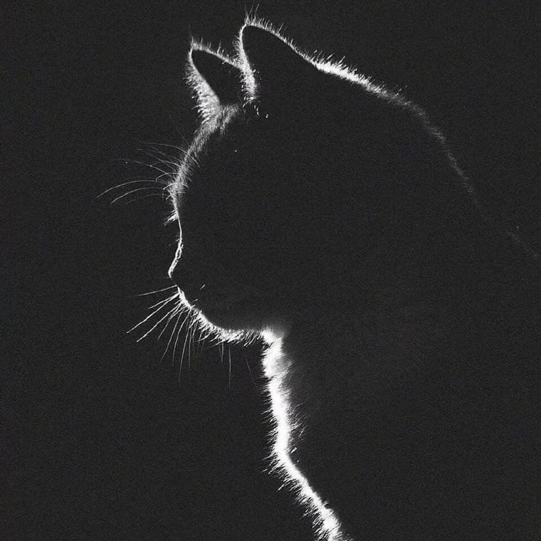 黑猫S