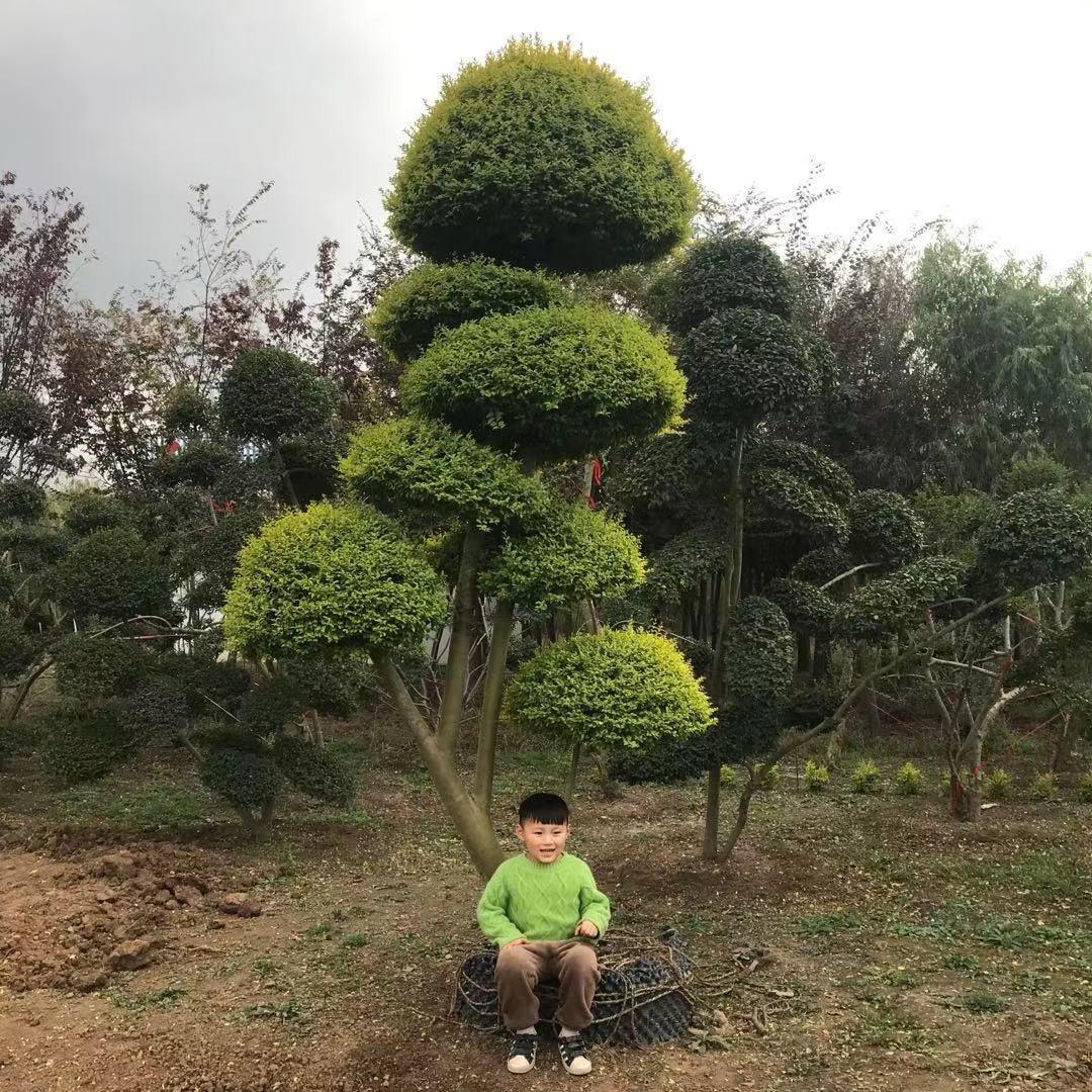 清欢造型园艺