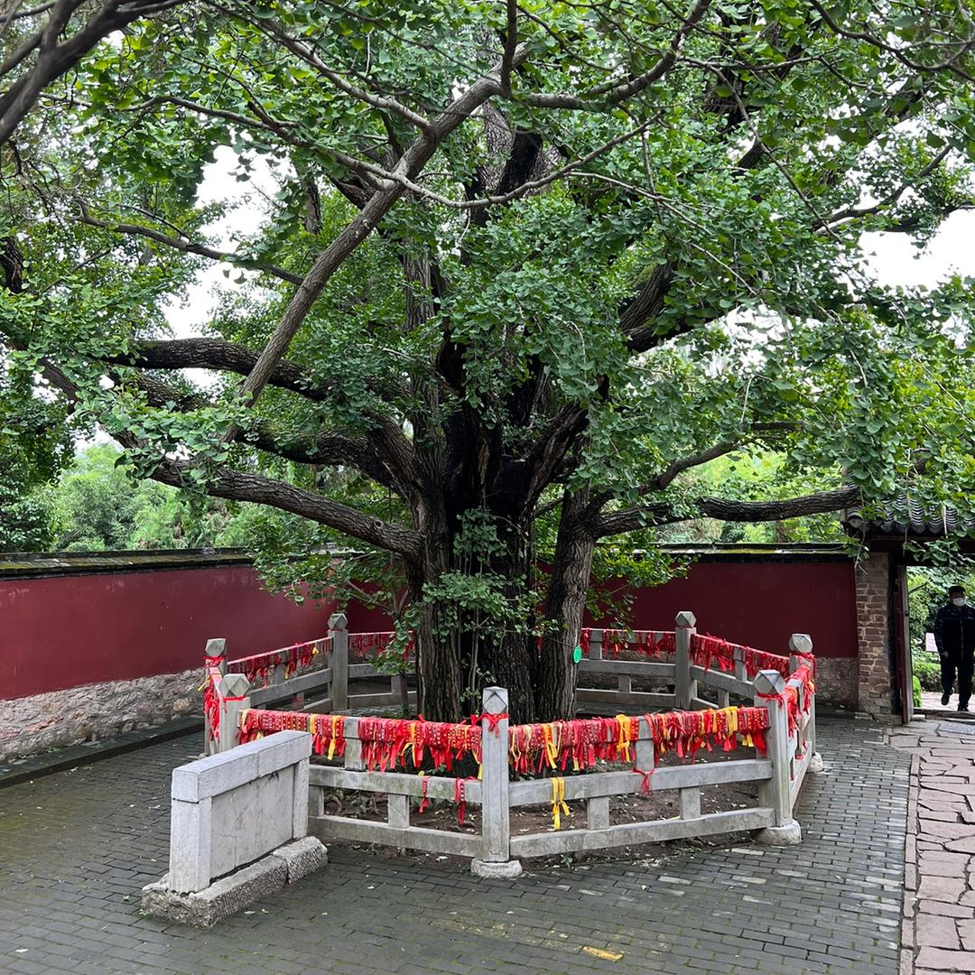缘来如此