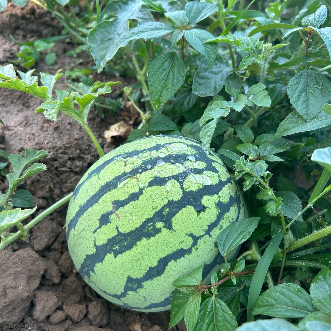 随风飘逝
