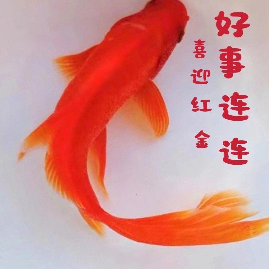 活生生的鱼水族