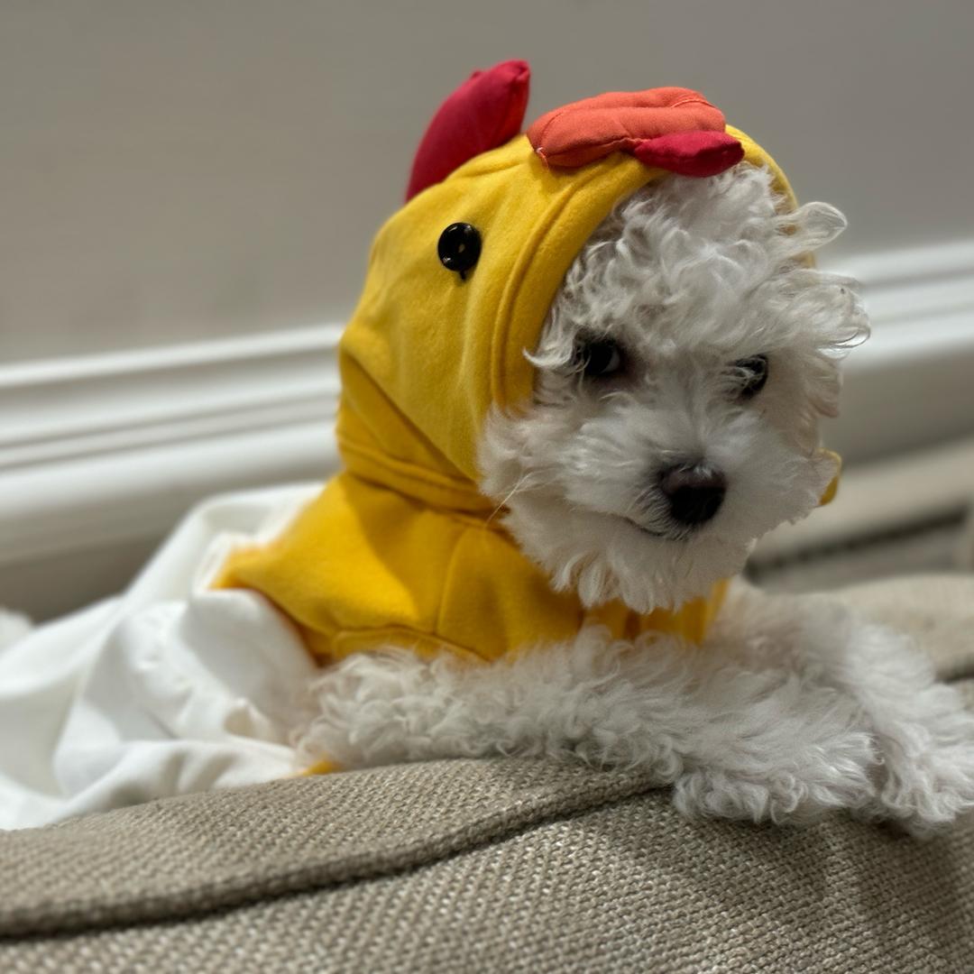 zhuzhu