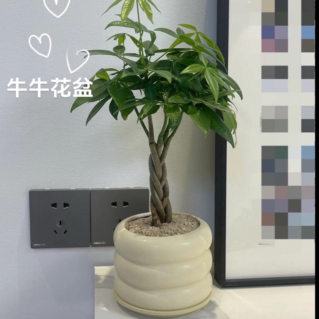 牛牛花盆