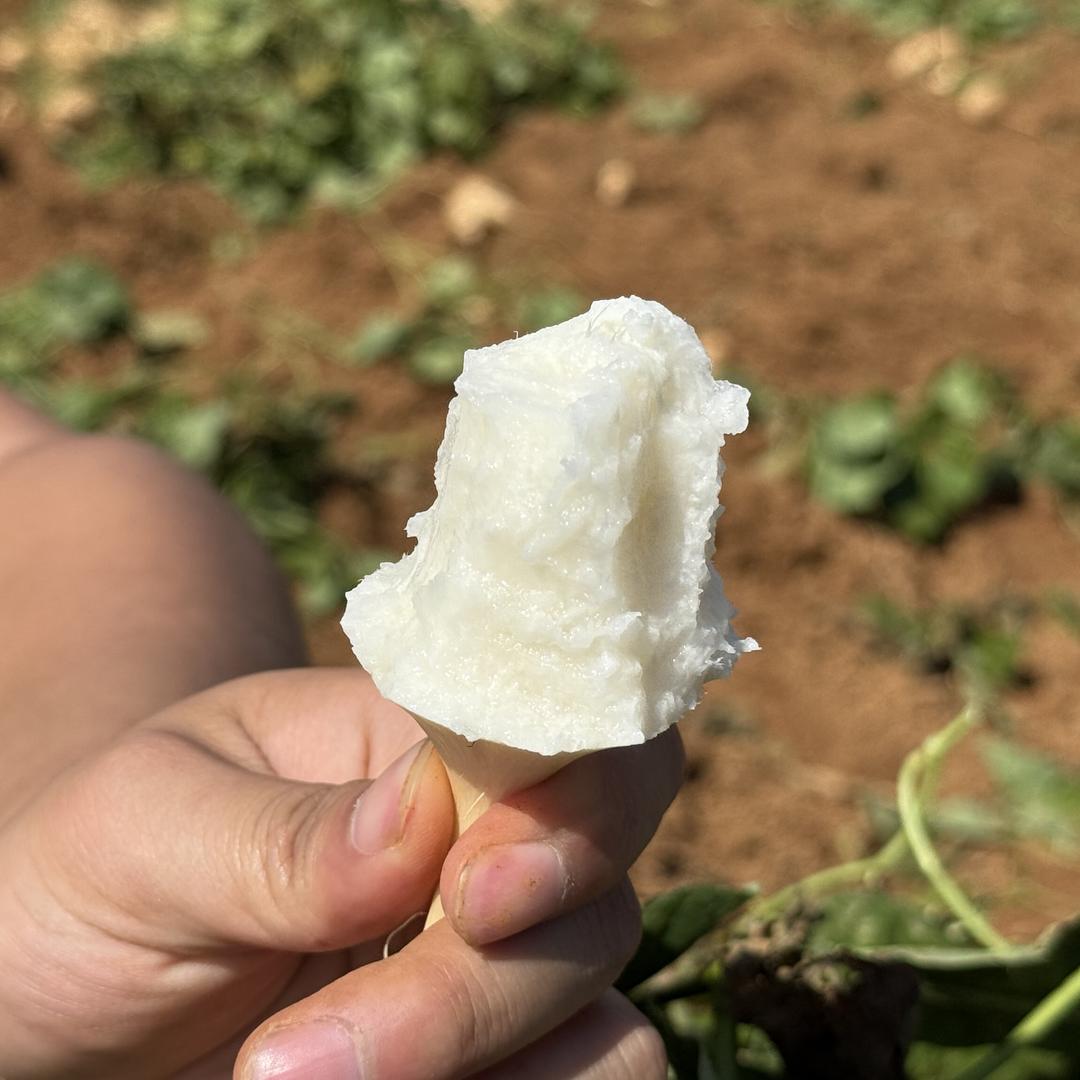 贵州地萝卜朝阳优品小店