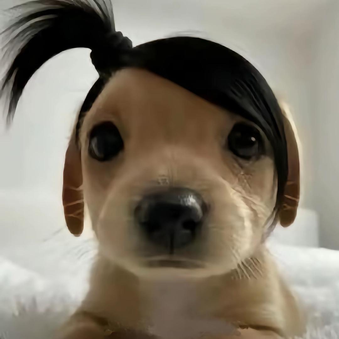 愛吃芝麻酱˶>𖥦<˶