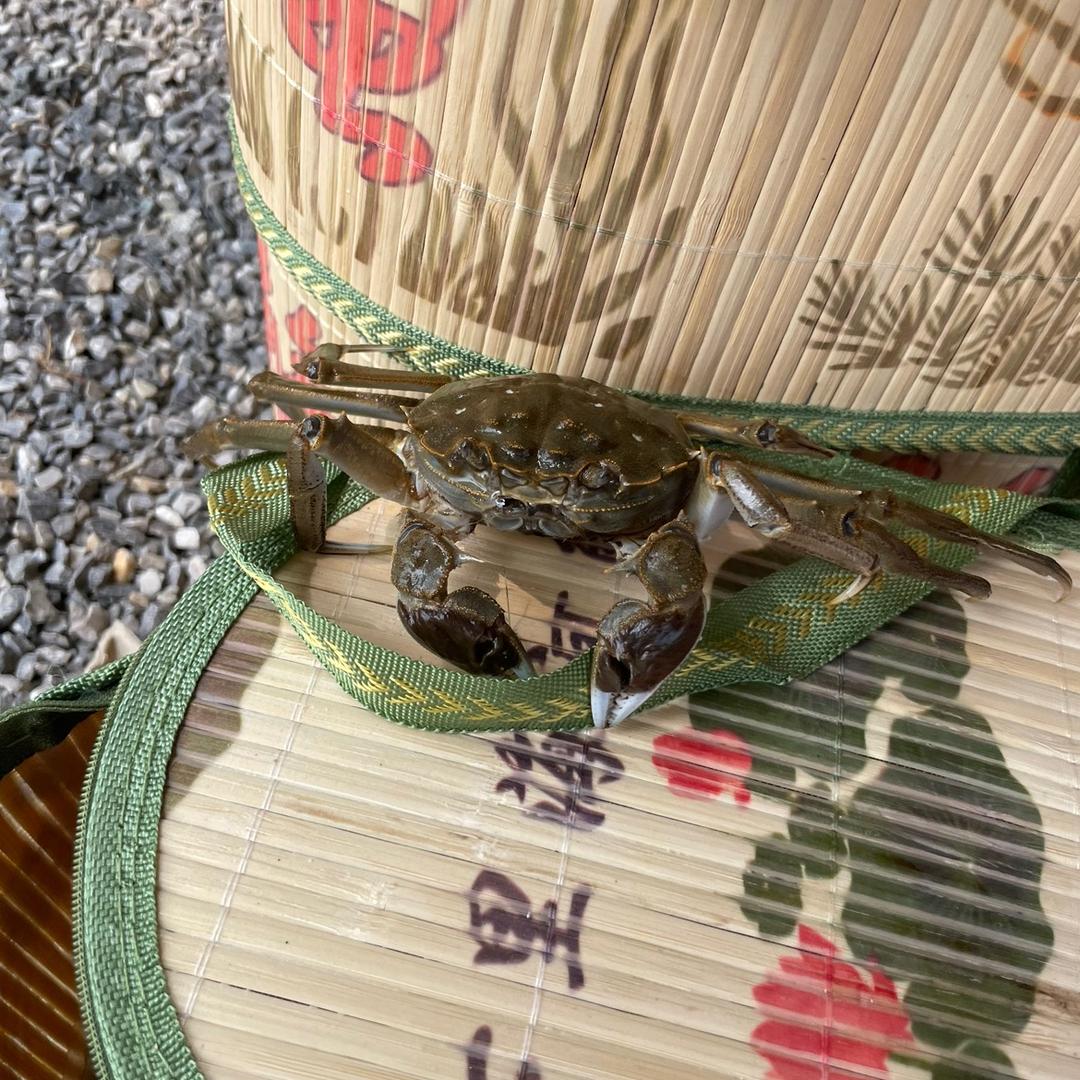 七里海湿地河蟹