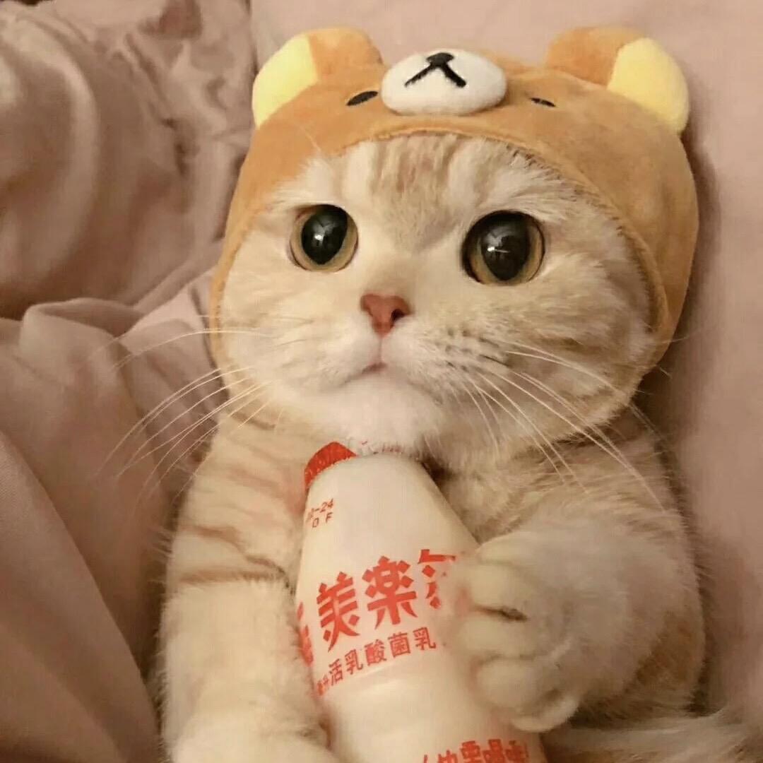 屁屁小可爱