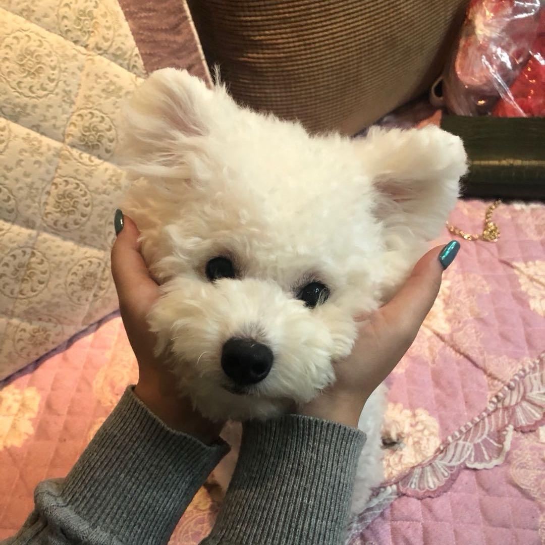 一颗绿姜