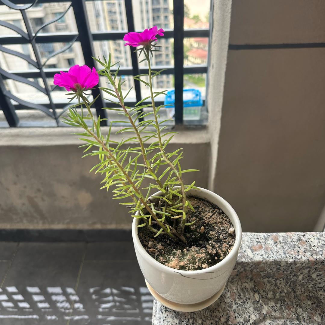 云淡风轻了