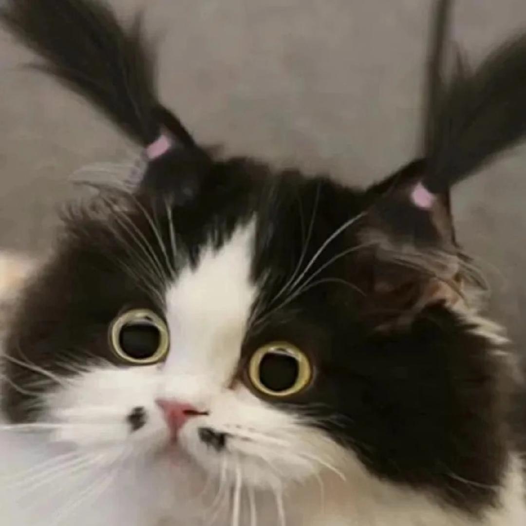 黄黄干饭了吗🐾