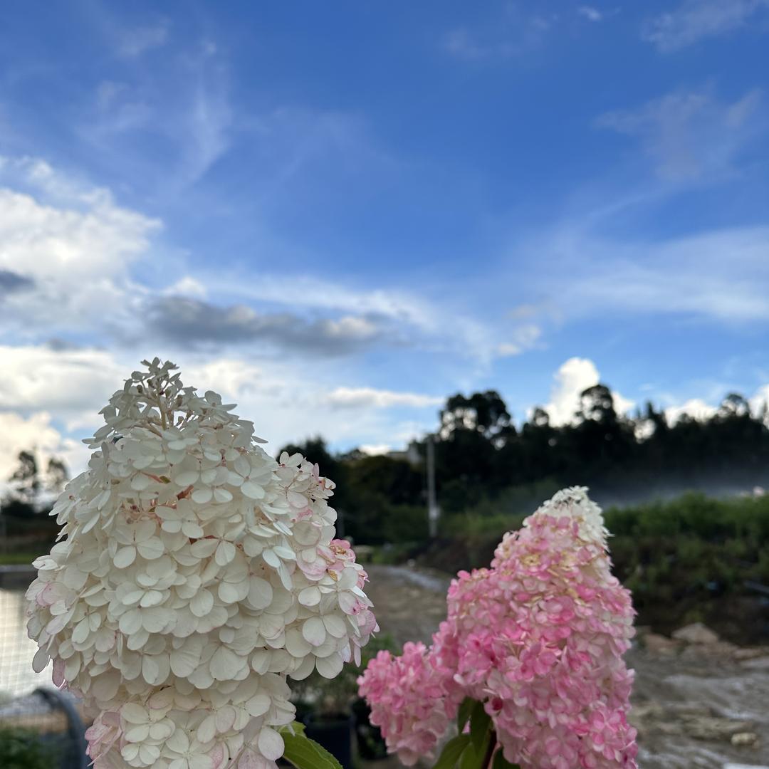 七喜花卉