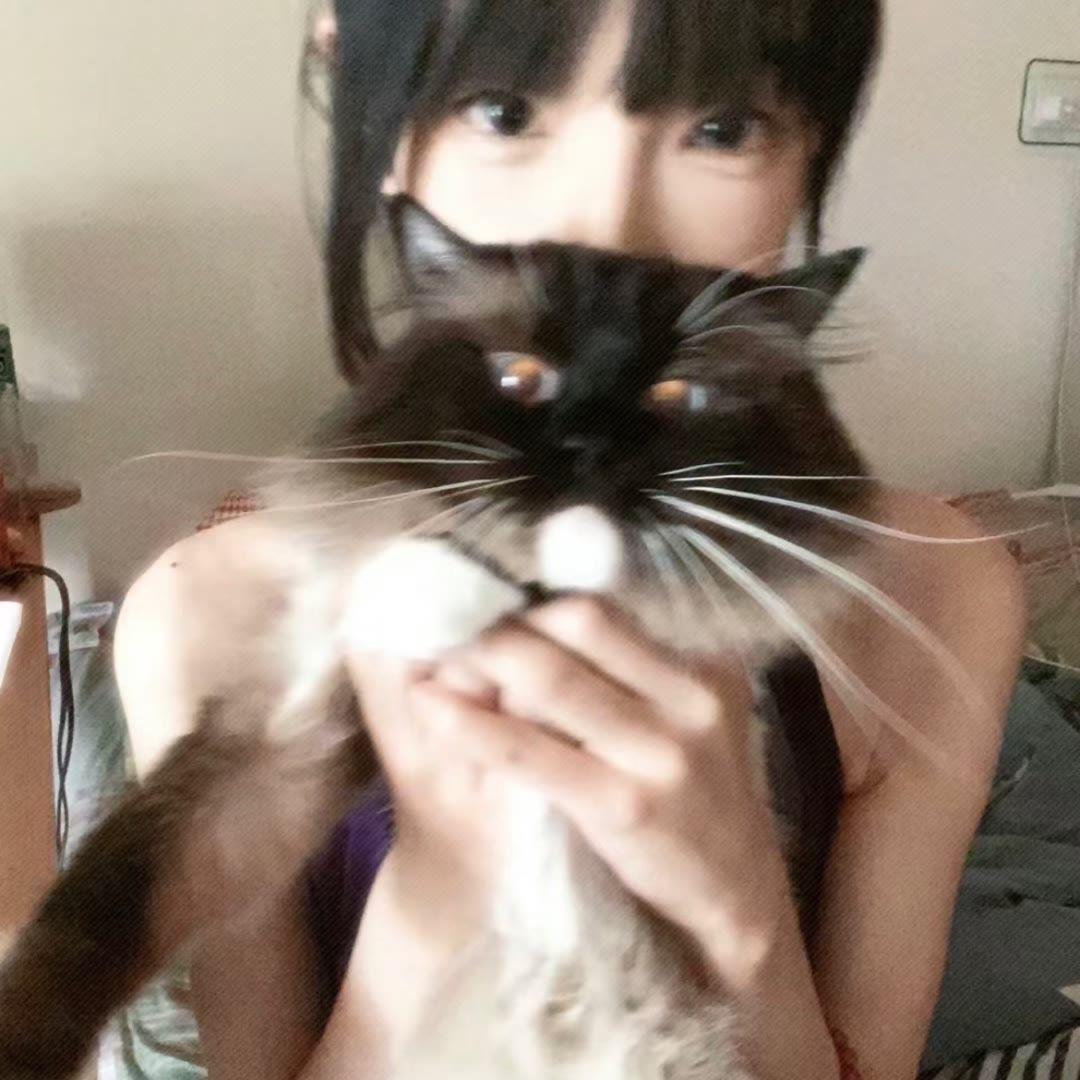 棉花猫