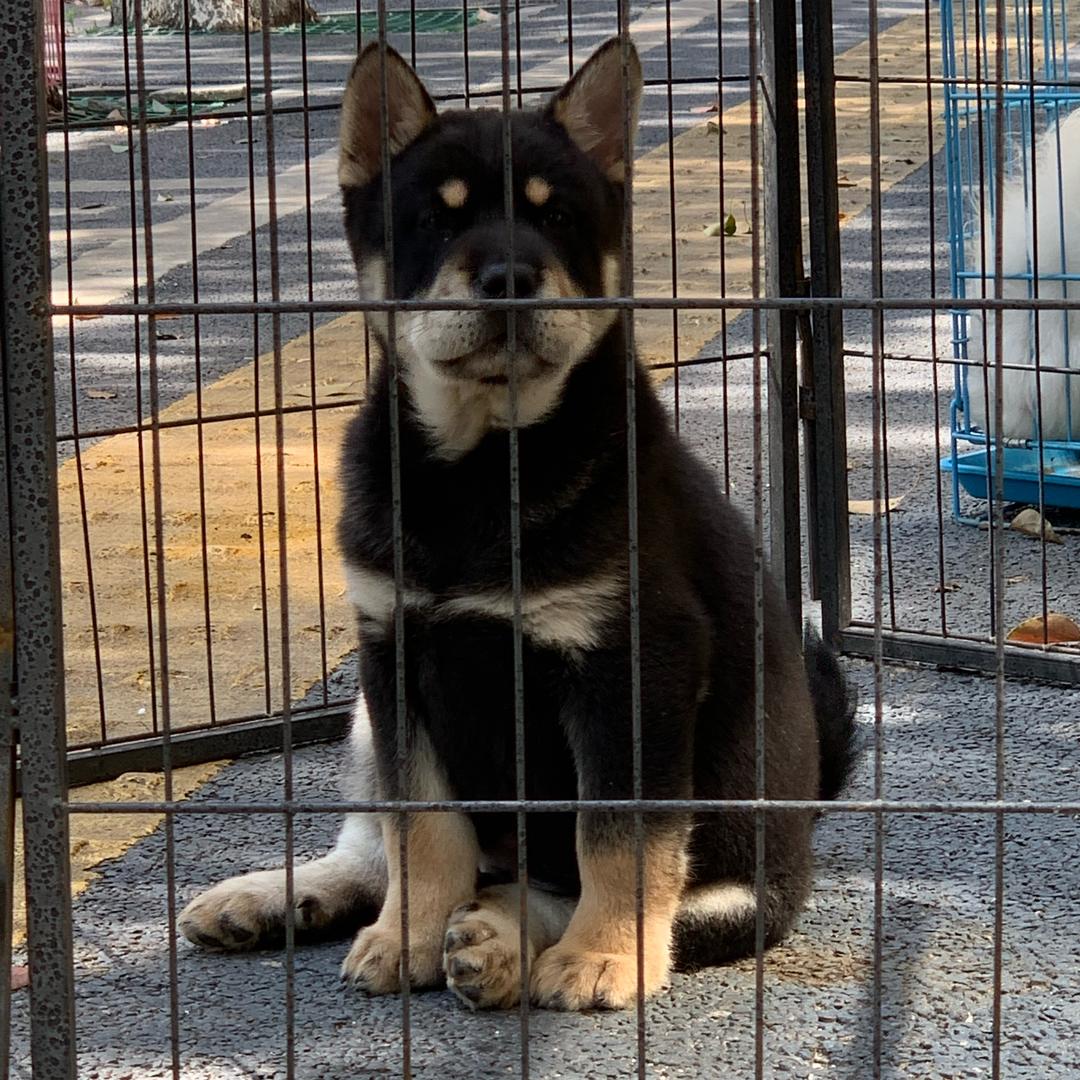 南城县「🐕‍🦺小邱宠物诊所🐈‍⬛「