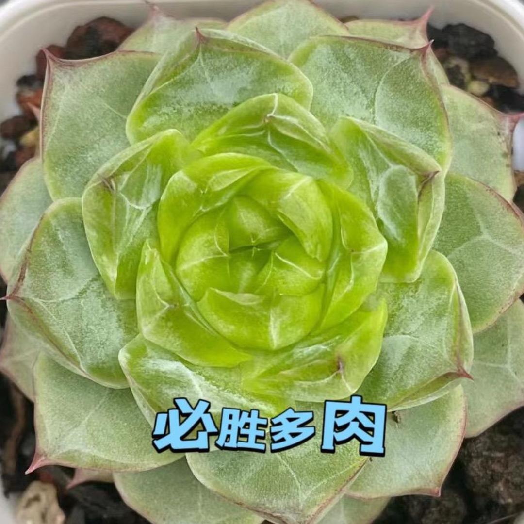 戎必胜多肉花卉经营部