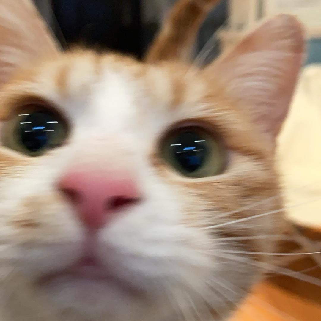 君道的猫