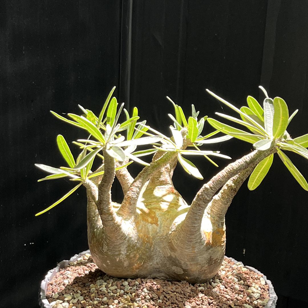 承萱花卉经营
