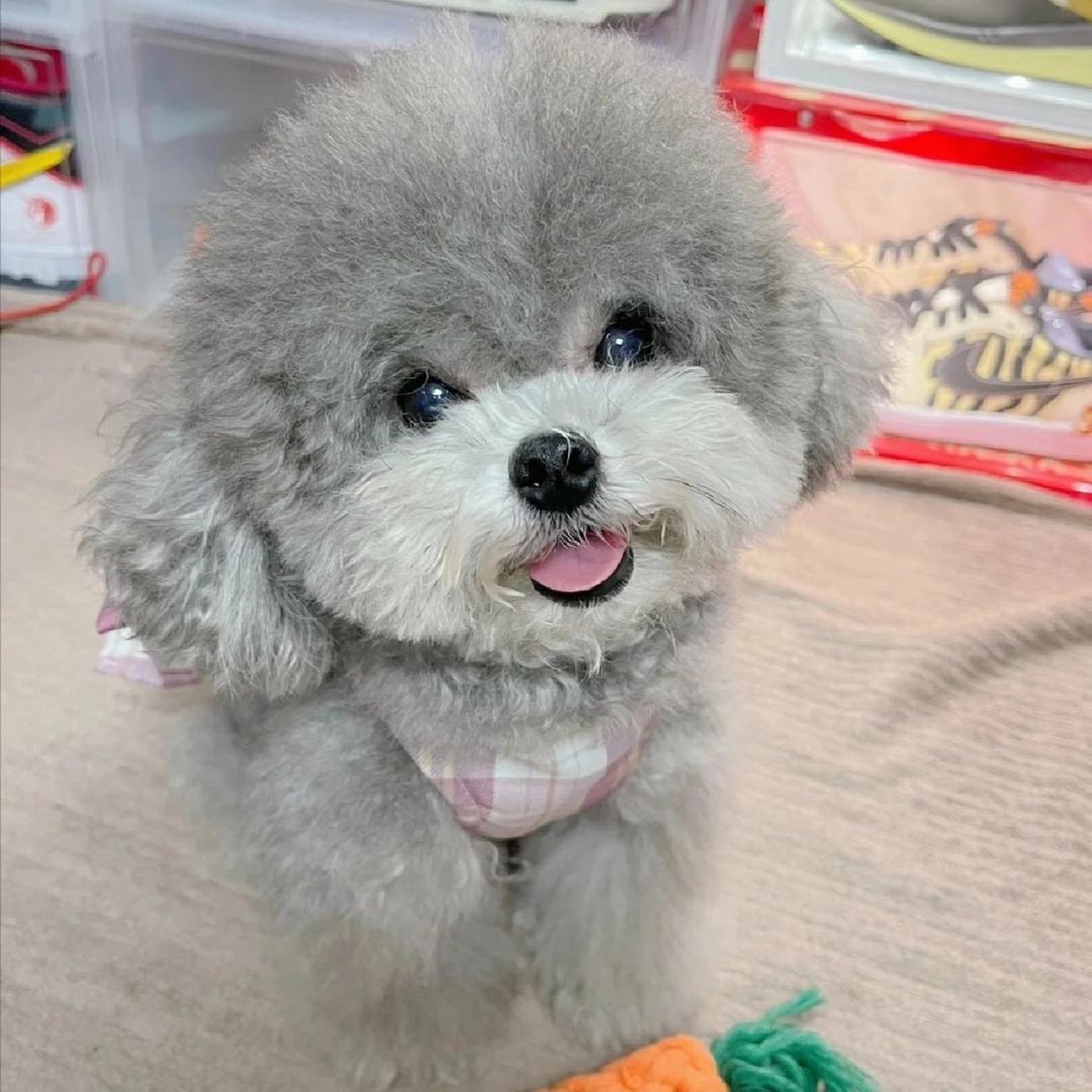 余姚哲凯猫狗批发