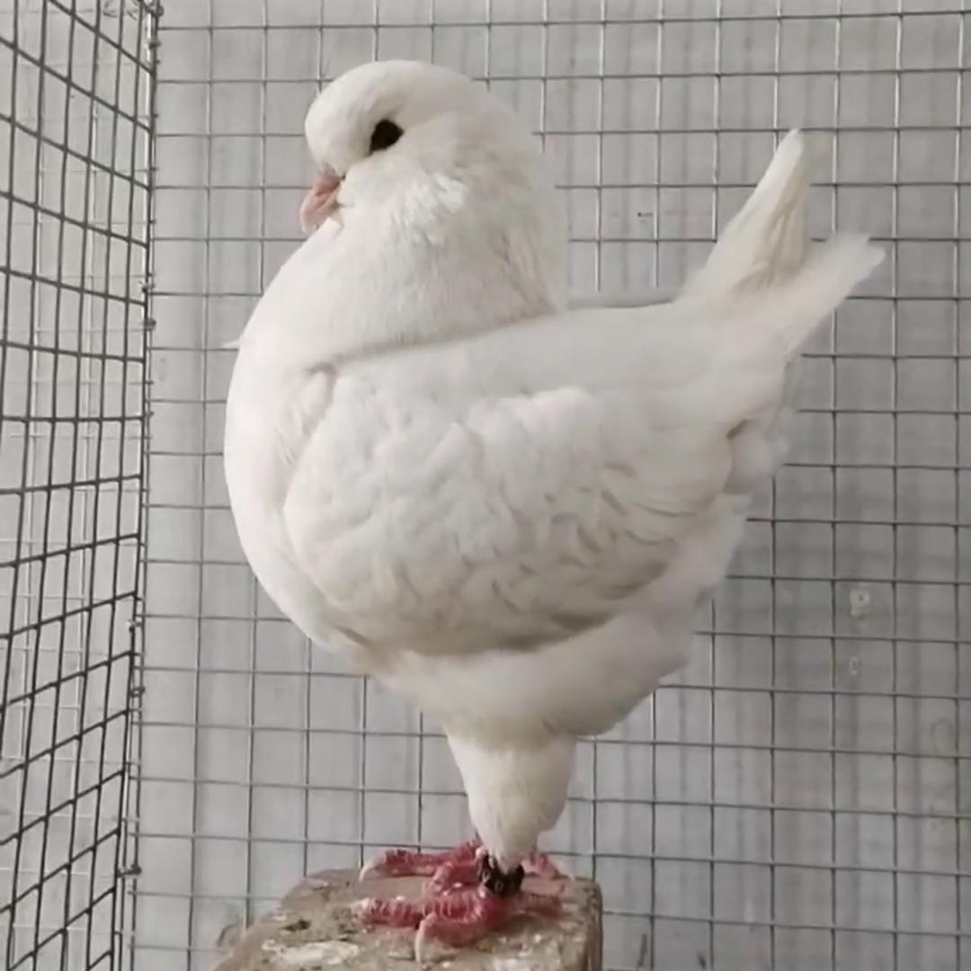 滕鸽
