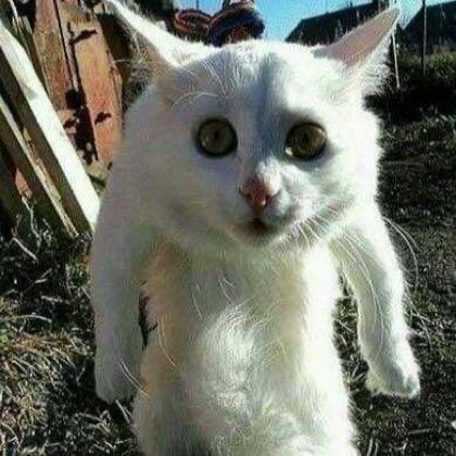 小骚龙龙（三角洲行动）