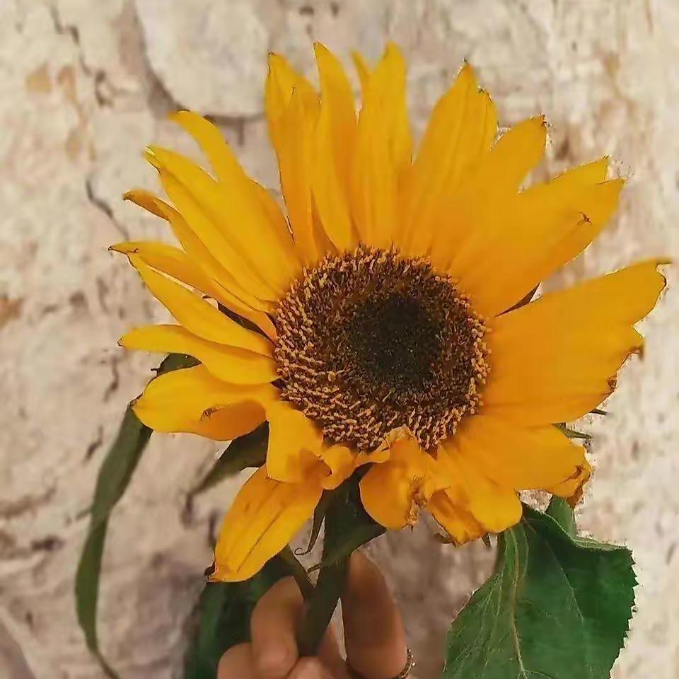 梅子