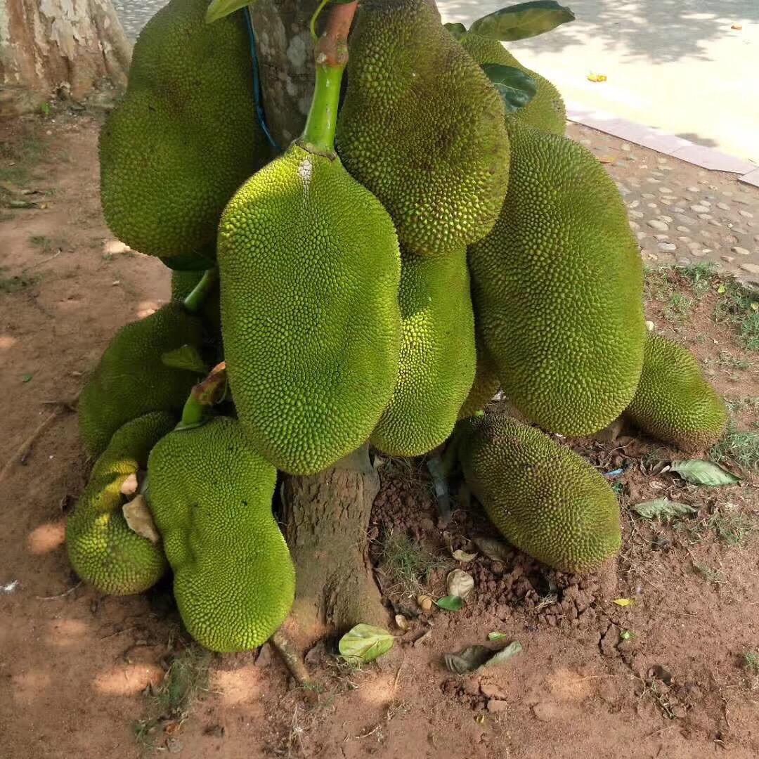 杨姐
