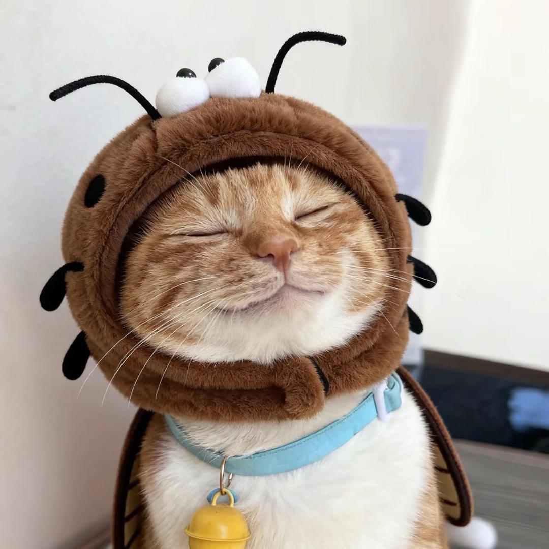 小刺猬🦔