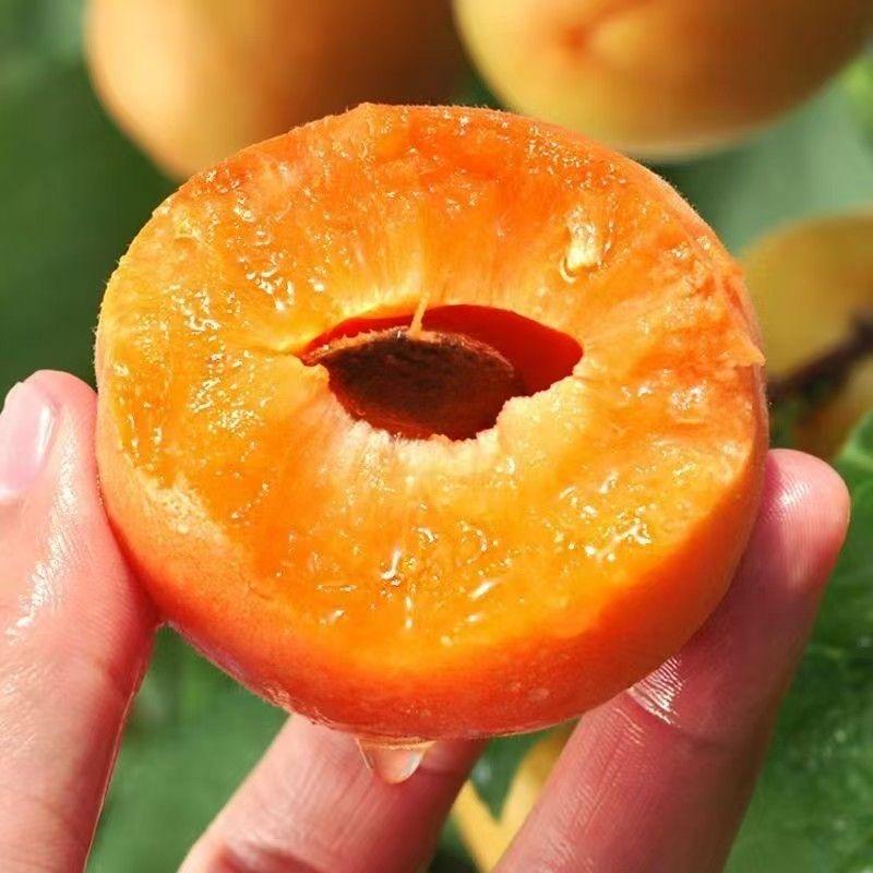 秦汉庄园（陕西大黄杏）