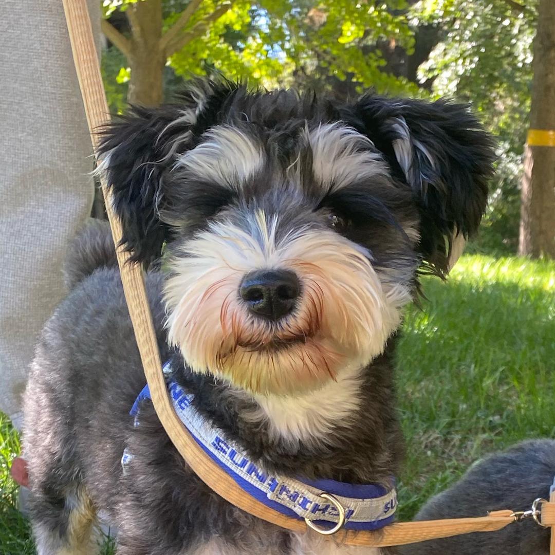 六一不会跑直线