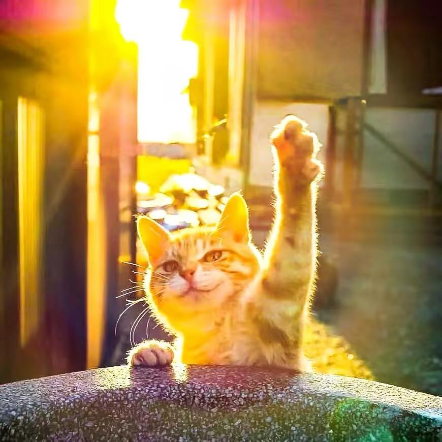 爱吃苹果的舒克🍎