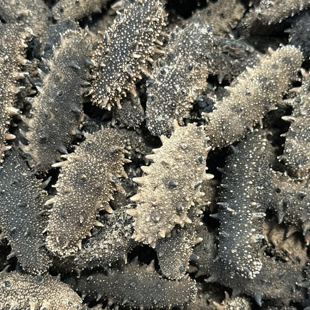 纯野生海参工厂店（主营店）