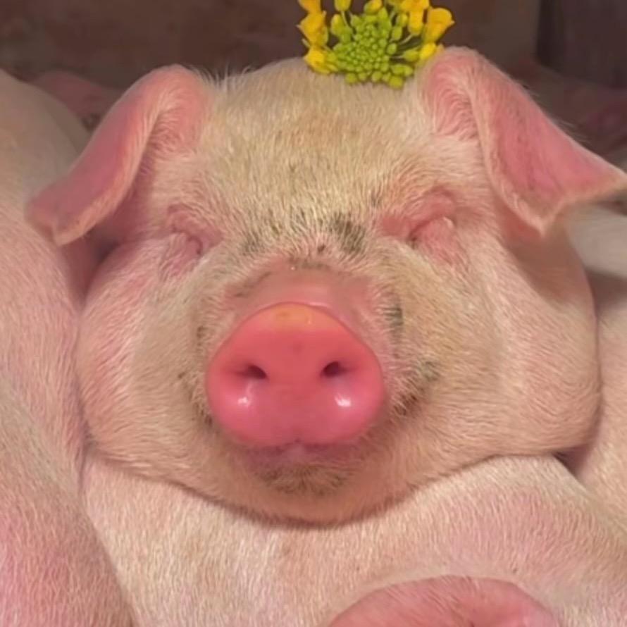 无所畏惧的小强