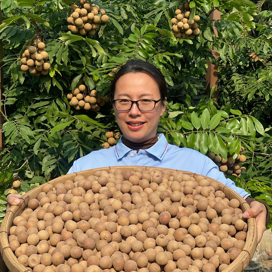 华姐桂圆