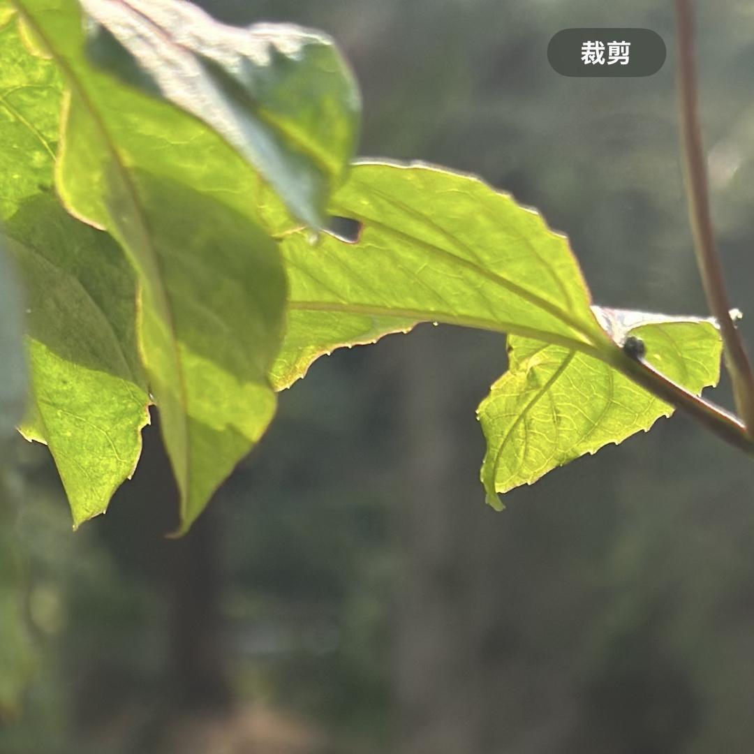 大王叫我来巡山/@