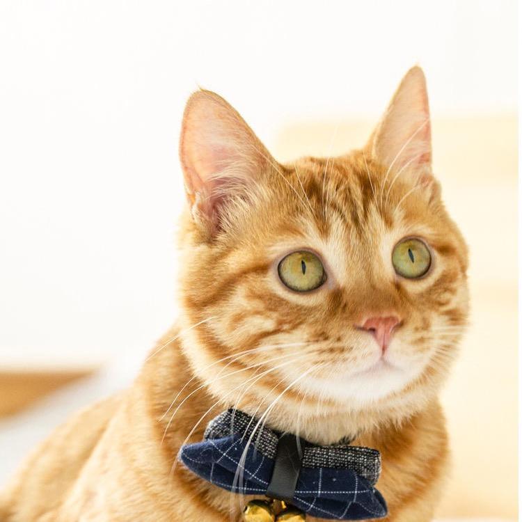 喵声宠物食品旗舰店