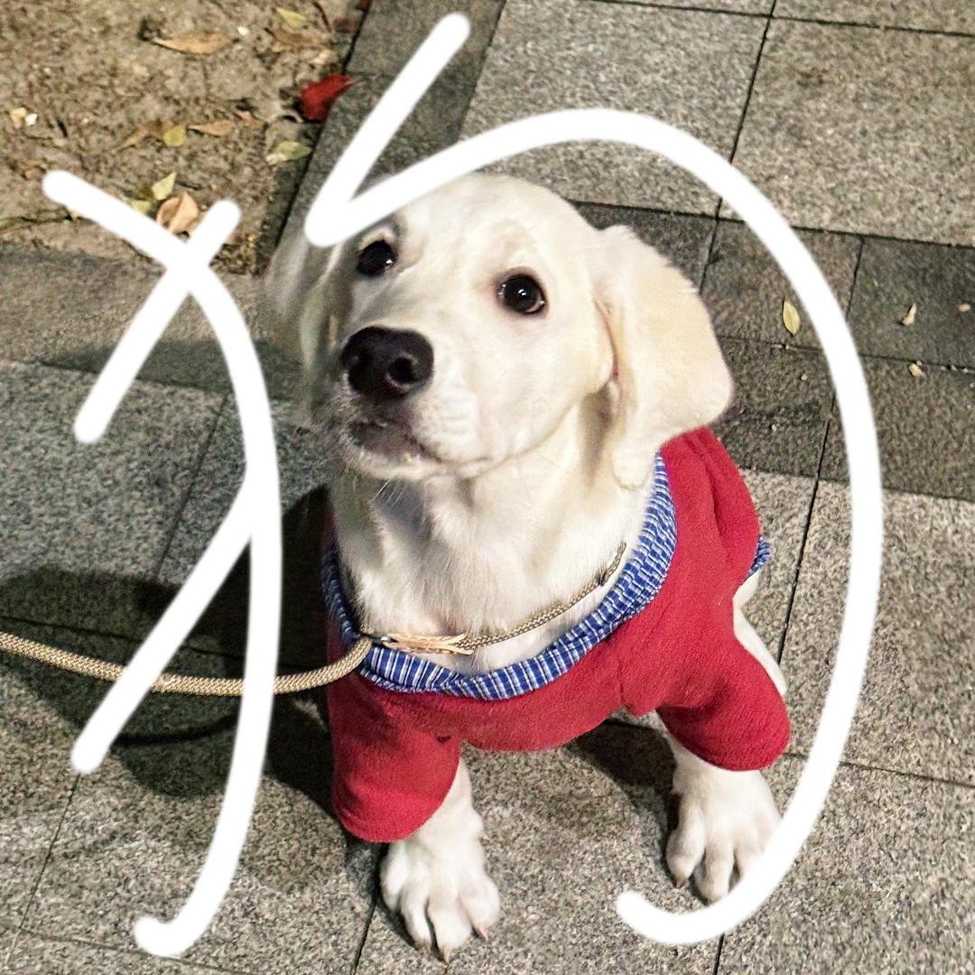 巴迪buddy