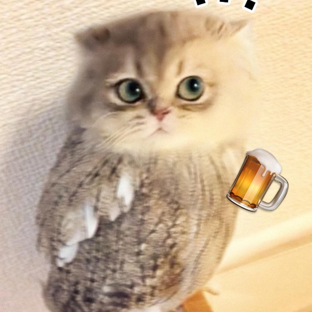 北平机器猫