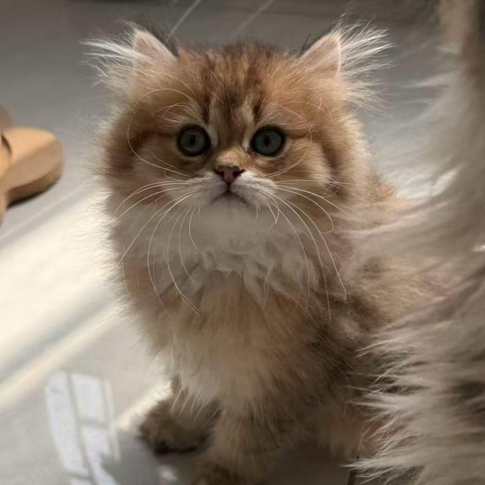 小瓷