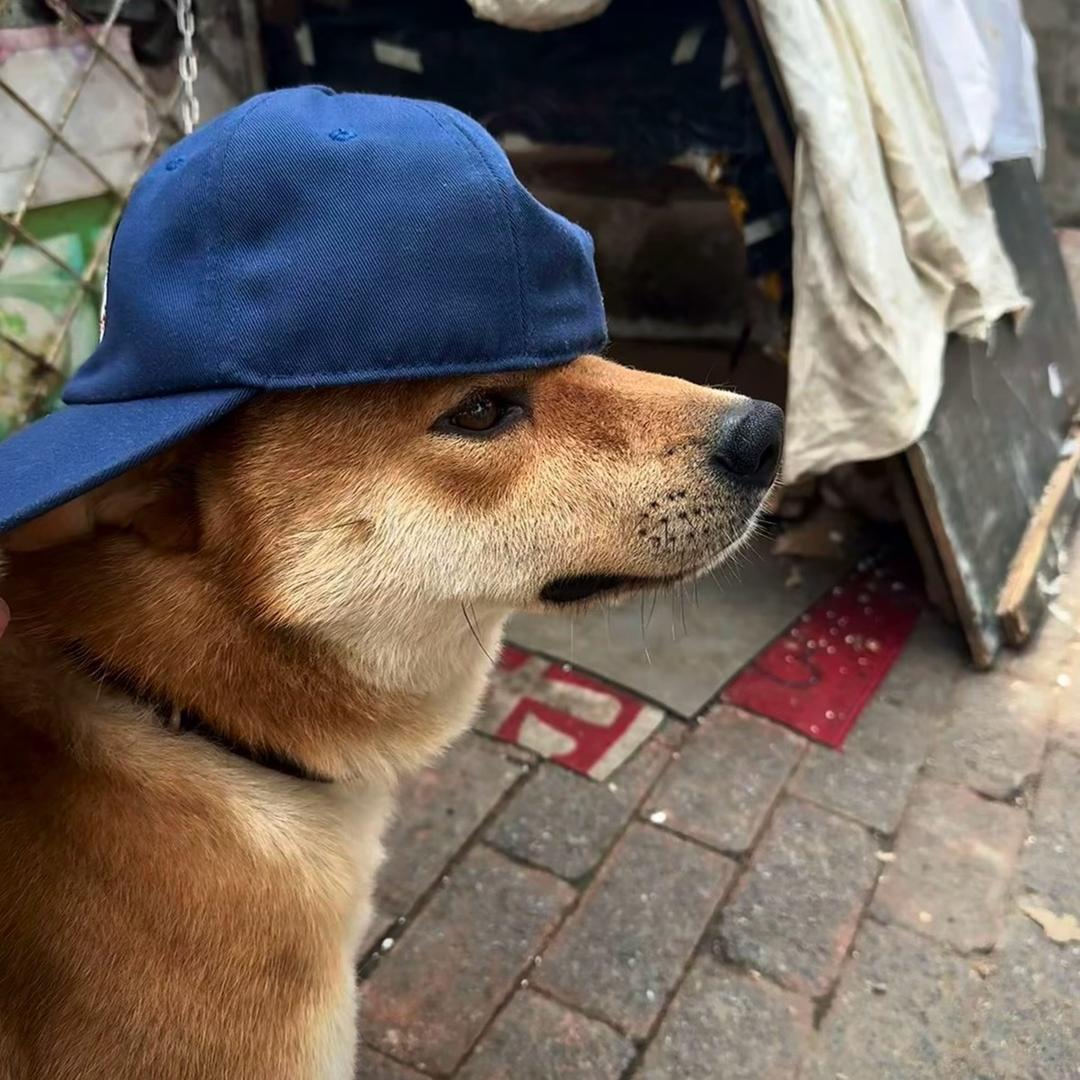 帅气的粑粑